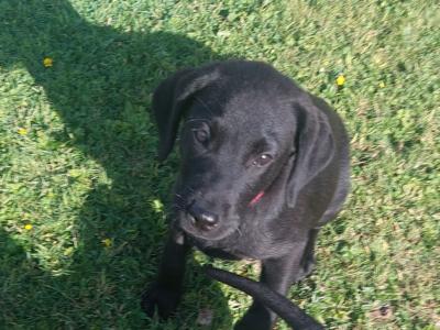 2 male Labradors