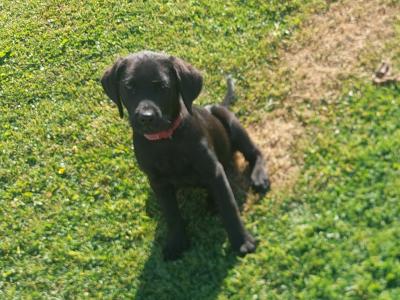 2 male Labradors