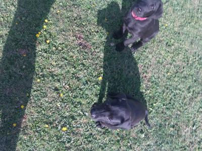 2 male Labradors
