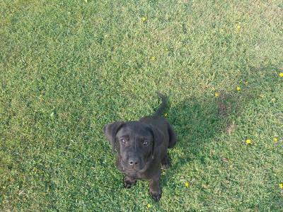 2 male Labradors
