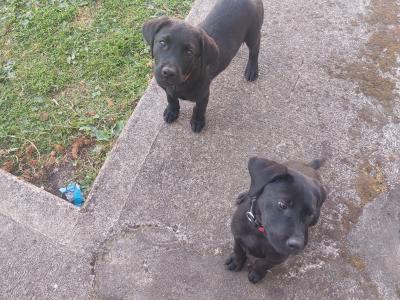2 male Labradors