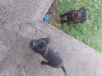2 male Labradors