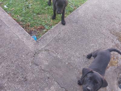 2 male Labradors