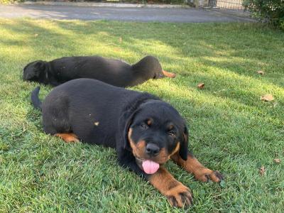Quality Rottweiler puppies