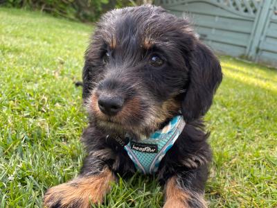 Rufus wants to be a dad