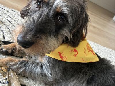 Rufus wants to be a dad