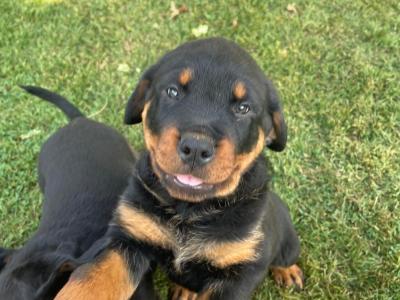 Quality Rottweiler puppies