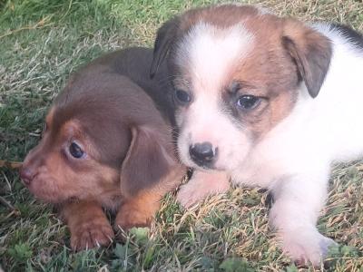 Beautiful  Jack russell  pups