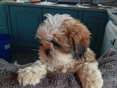 Shih Tzu puppies in Laois