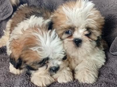 Shih Tzu puppies in Laois