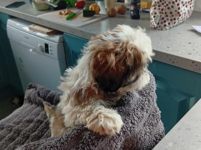 Shih Tzu puppies in Laois