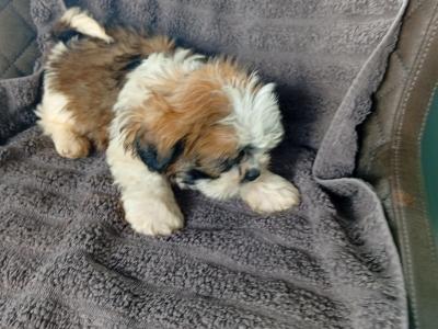 Shih Tzu puppies in Laois