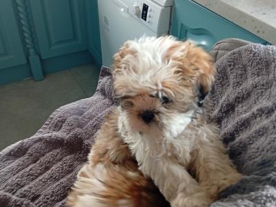 Shih Tzu puppies in Laois