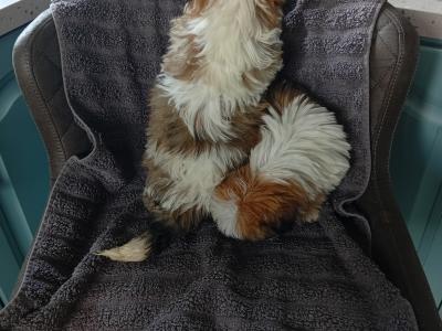 Shih Tzu puppies in Laois