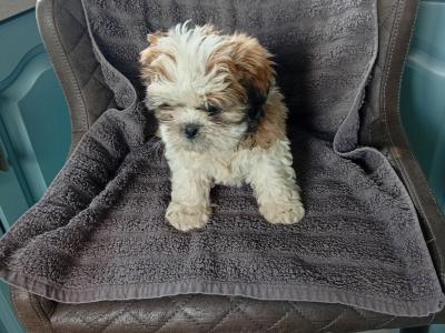 Shih Tzu puppies in Laois