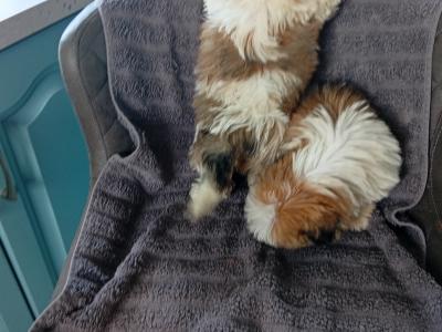 Shih Tzu puppies in Laois