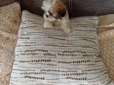 Shih Tzu puppies in Laois