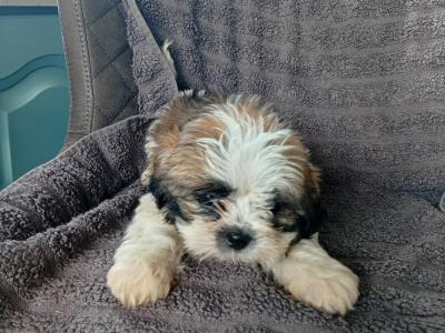 Shih Tzu puppies in Laois