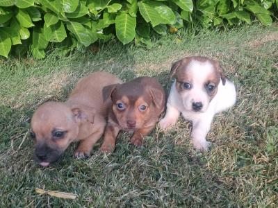 Beautiful  Jack russell  pups