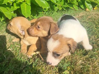 Beautiful  Jack russell  pups