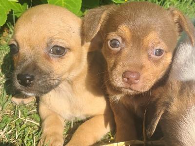 Beautiful  Jack russell  pups
