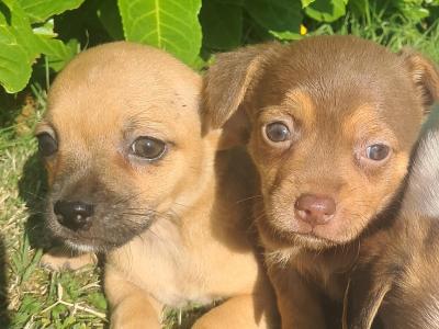 Beautiful Jack Russell puppies in Tipperary