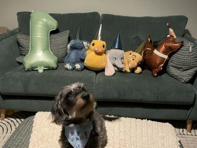 Rufus wants to be a dad
