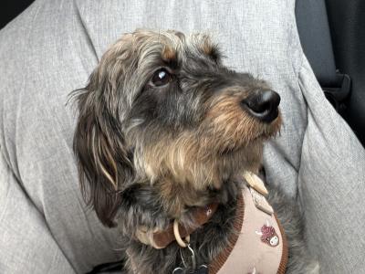 Rufus wants to be a dad