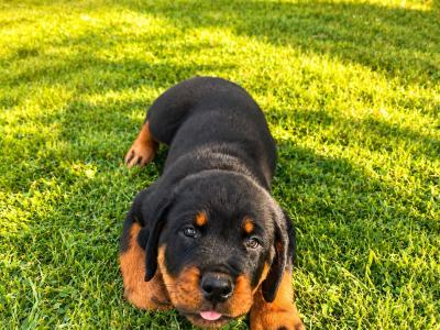 Quality Rottweiler puppies