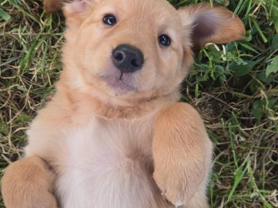 Beautiful IKC Registered Golden Retriever puppies for sale in Kilkenny