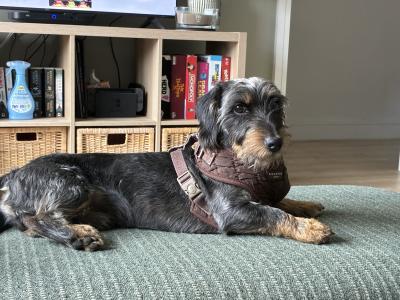Rufus wants to be a dad