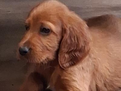Irish Red Setter puppies in Kildare