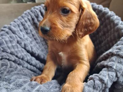 Irish Red Setter puppies in Kildare