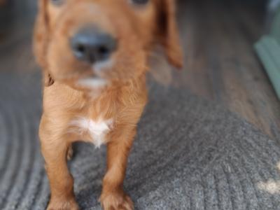 Irish Red Setter puppies in Kildare