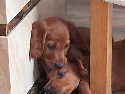 Irish Red Setter puppies in Kildare
