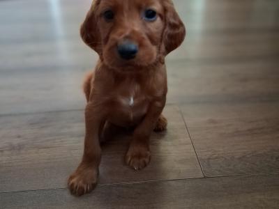 Irish Red Setter puppies in Kildare