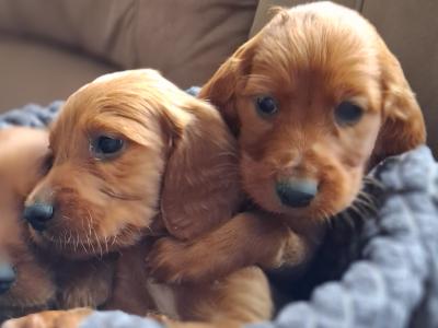 Irish Red Setter puppies in Kildare