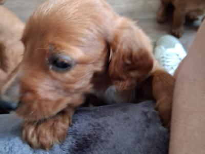 Irish Red Setter puppies in Kildare