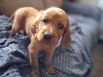 Irish Red Setter puppies in Kildare