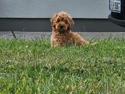 Cockapoo puppies in Carlow