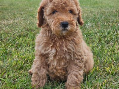 Cockapoo puppies in Carlow