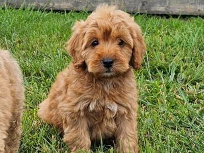 Cockapoo puppies in Carlow