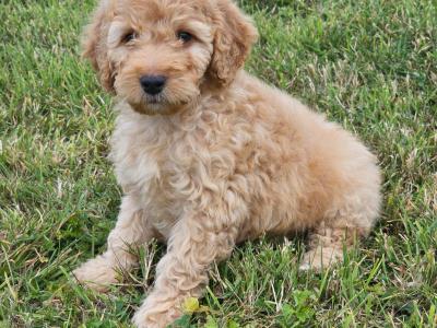 Cockapoo puppies in Carlow