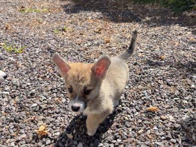 Corgi puppies for sale in Cork