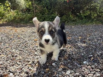 Corgi puppies for sale in Cork