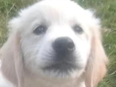 Irish Setter x Golden Retriever puppies 5 months old in Wexford