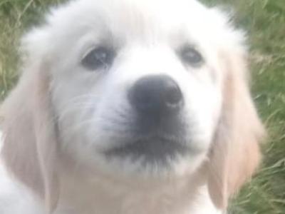 Irish Setter x Golden Retriever puppies 4 months old in Wexford