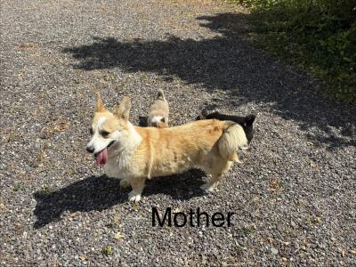Corgi puppies for sale in Cork