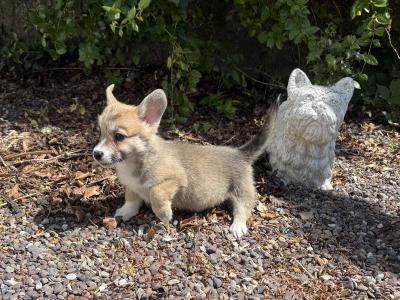 Corgi puppies for sale in Cork