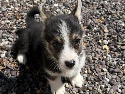 Corgi puppies for sale in Cork